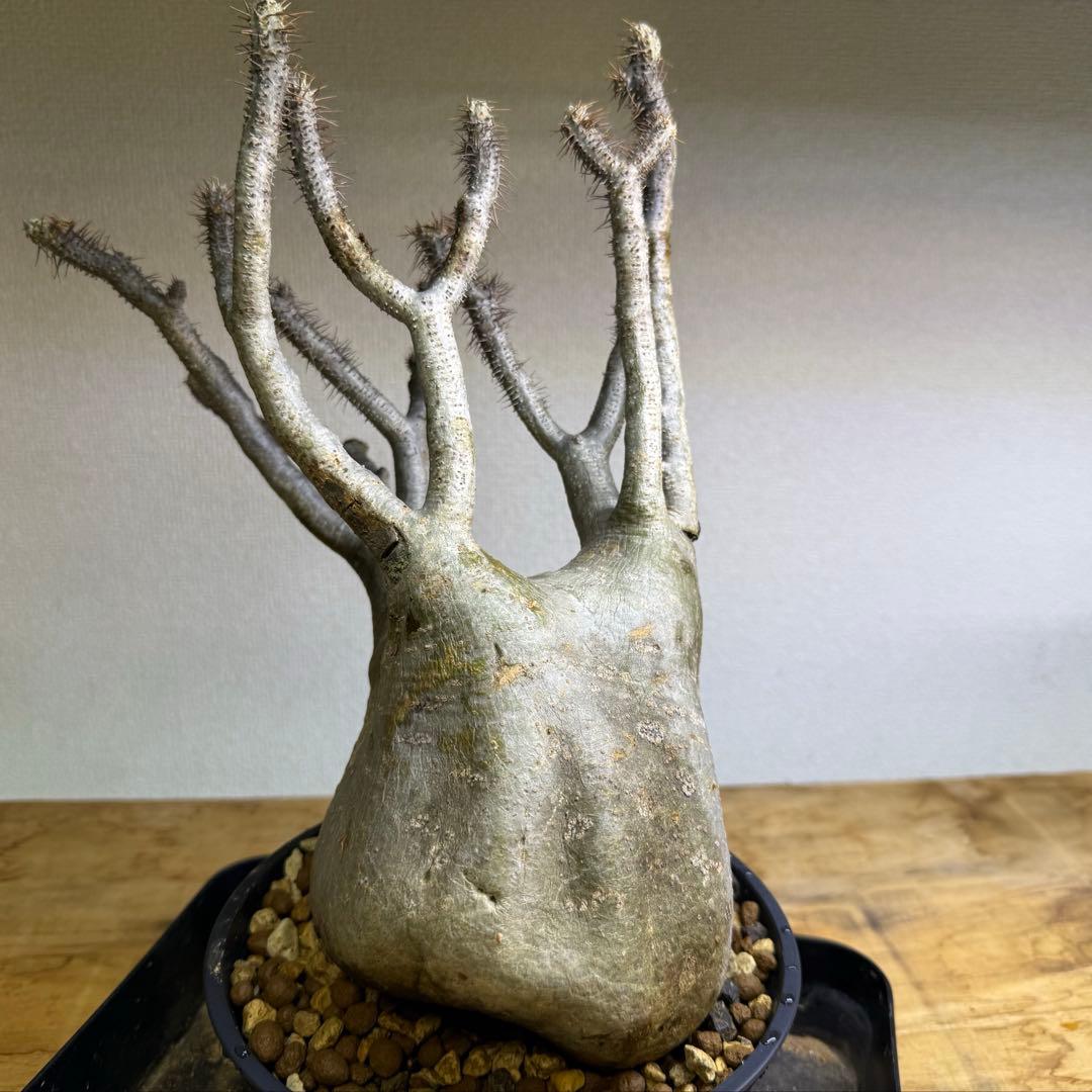 パキポディウム グラキリス 現地球 発根管理中 グラキリス現地球 発根管理②｜そだレポ（栽培レポート）byまんどれ