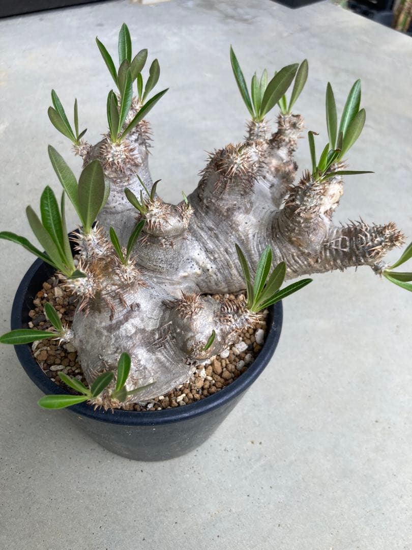 石*業様 ⚡️値下げ⚡️パキポディウム　ブレビカリックス　現地株　ブレビカリクス パキポディウム ブレビカリックス | hanayoshi-botanical