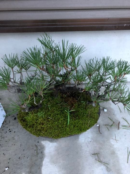 黒松 盆栽 黒松 / Black pine #盆栽 #bonsai #bonsái #黒松 #blackpine #鈴木