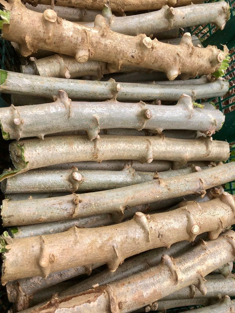 キャッサバ太め苗木(埋め木)100本 - メルカリ