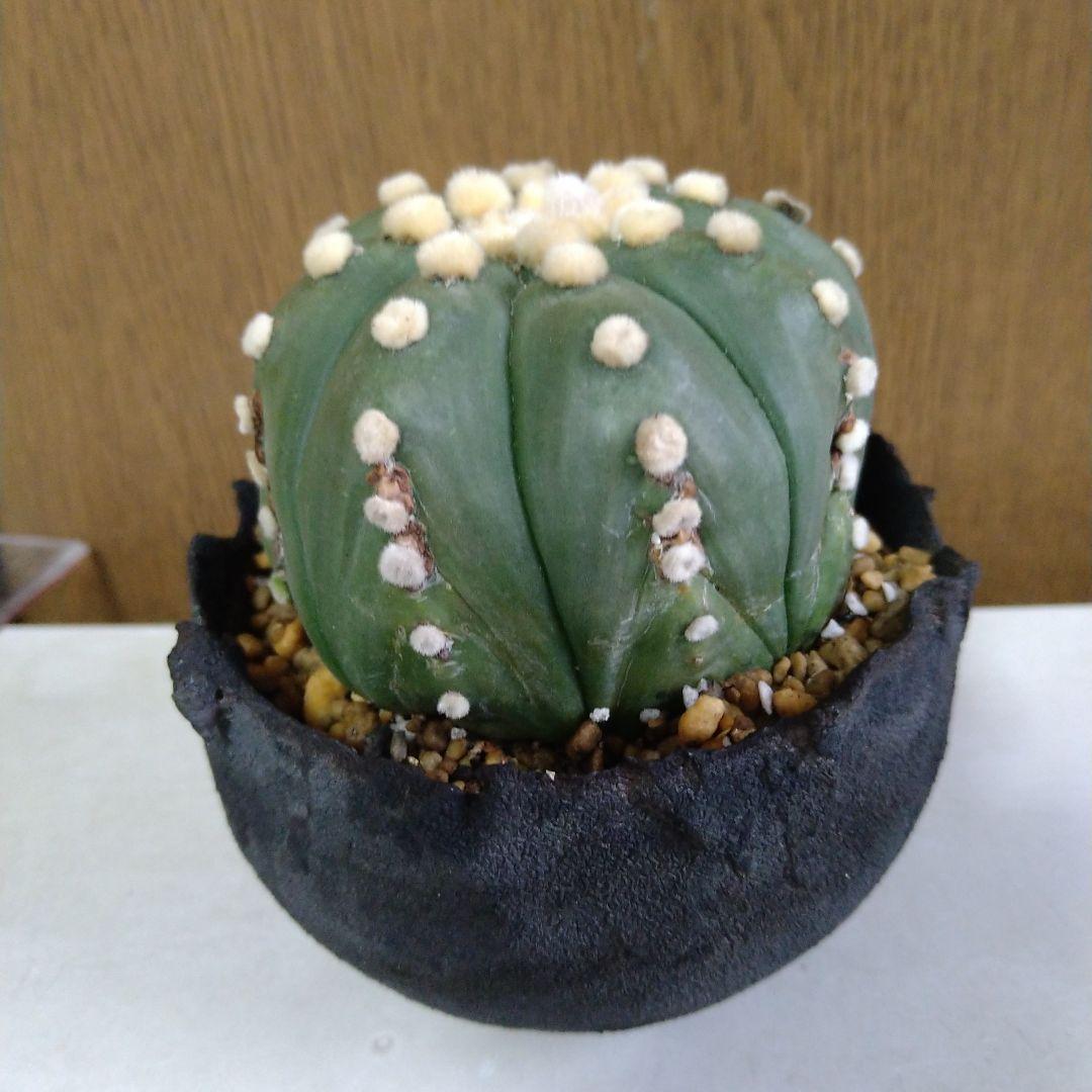 △アストロフィツム 王冠瑠璃兜✕たけろうポット5400 園芸ネット本店｜アストロフィツム：大疣瑠璃兜丸 陶器鉢植え の通販