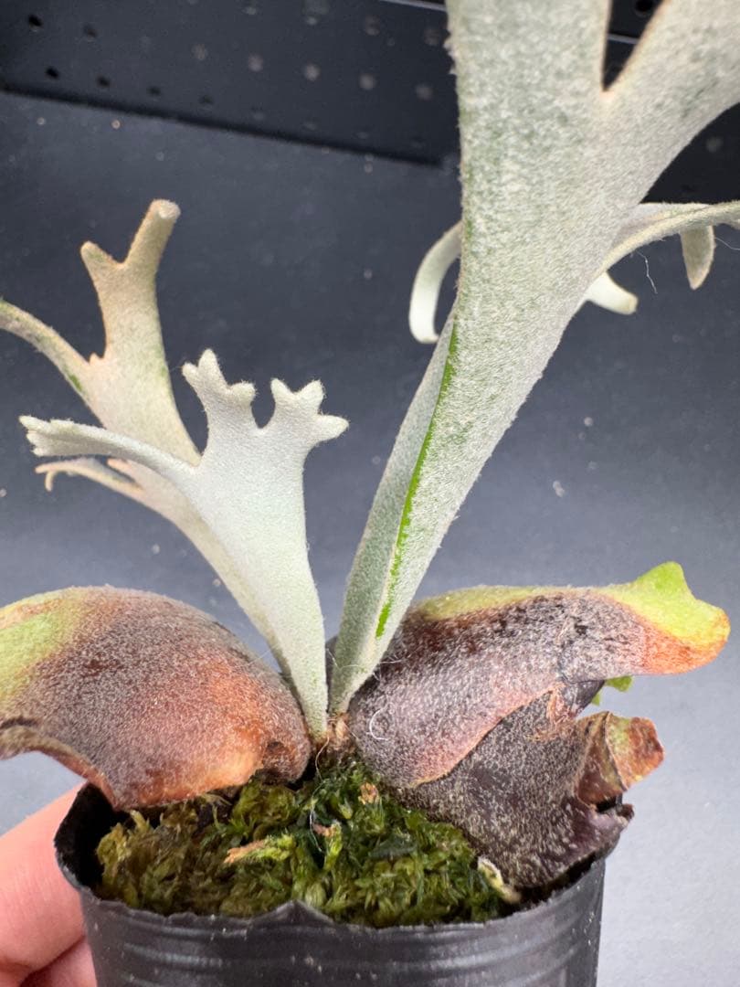 ビカクシダ YMDS Totoro HHRナーセリータグ付け #404 - メルカリ