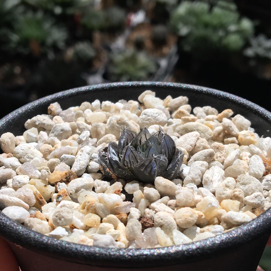 期間限定出品！】ハオルチア 「出藍」 H. 'Shutsuran' 多肉植物 - メルカリ