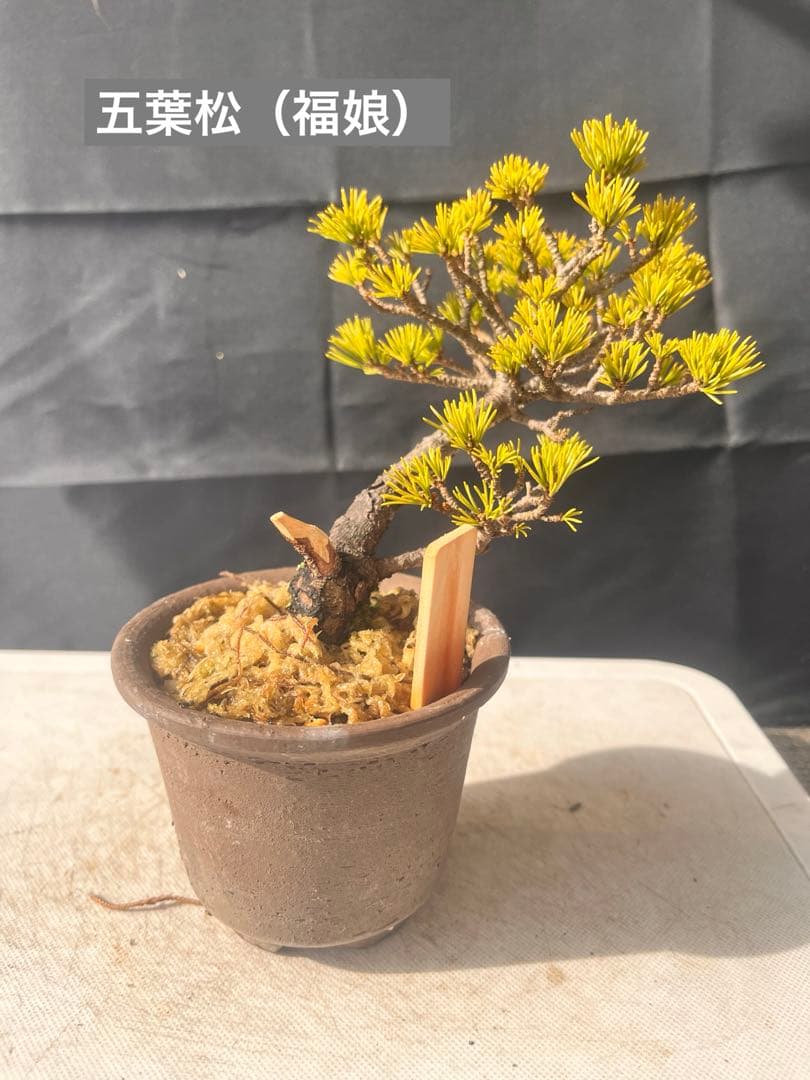 五葉松盆栽（福娘） 10%OFF‼️ 五葉松〔福娘〕 | 盆栽、盆栽書籍、盆栽鉢の通販│近代出版