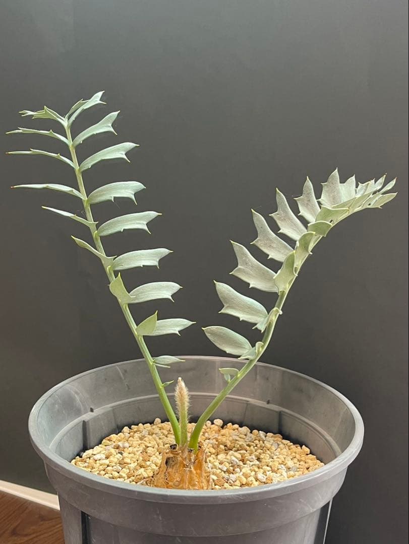 【全葉国内フラッシュ】 南アフリカ産 エンセファラルトス ホリダス エンセファラルトス ホリダス | GREEN LUCK