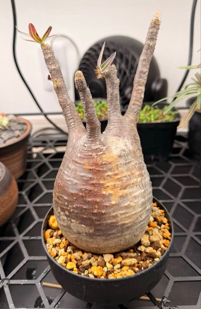 良形 パキポディウム グラキリス 現地球 発根済み 鉢ごと発送 - メルカリ