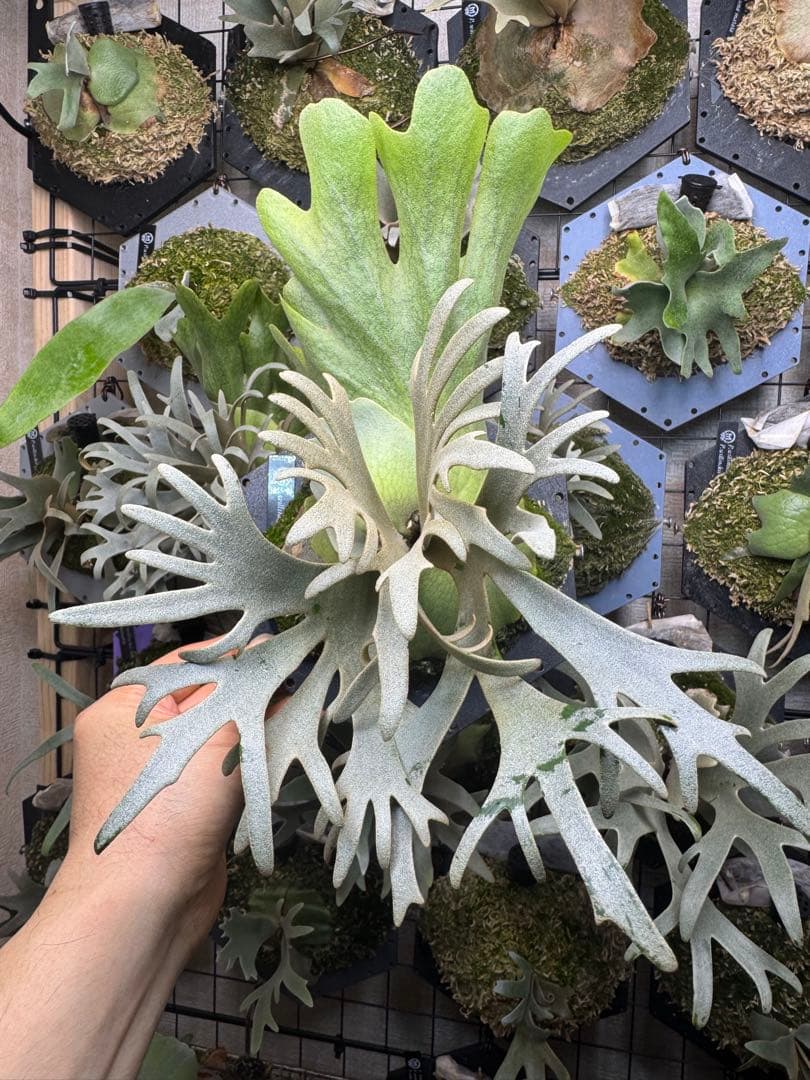 willinckii yms #2 ビカクシダ willinckii yms #2 ビカクシダ