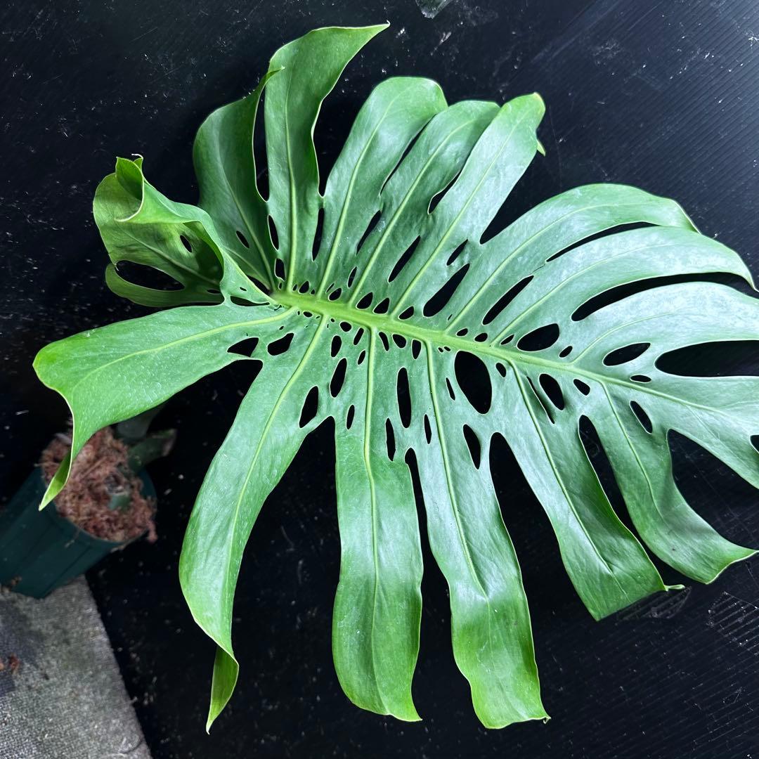 恵*様 モンステラデリシオーサマクロコズム超希少系統鉢植え74㎝ モンステラデリシオーサマクロコズム超希少系統鉢植え77㎝ - メルカリ