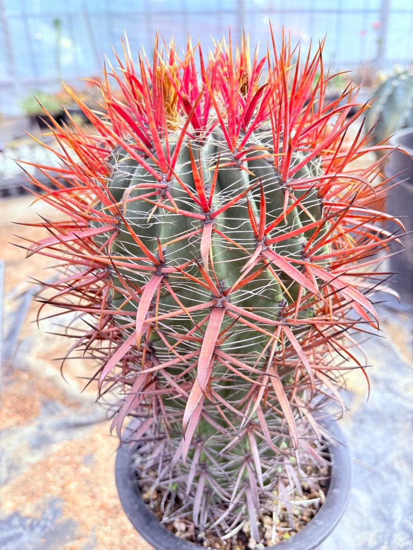 サボテン フェロカクタス 赤棘金冠竜 フェロカクタス赤刺金冠竜の基本情報・育て方｜多肉植物・サボテン図鑑