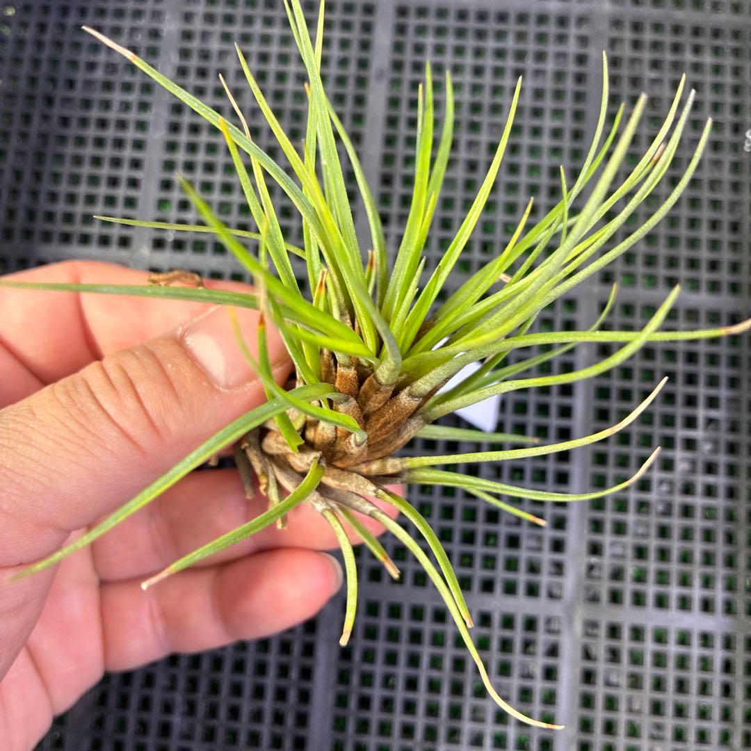 Stigmatodon plurifolius ブロメリア ブロメリア新属“スティグマトドン”とは？分類史と種類・育て方まとめ