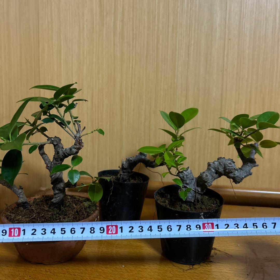 ガジュマル盆栽3本セット がじゅまる盆栽： 特選ガジュマル 多幸の樹*苔・石付き 青軸変形鉢