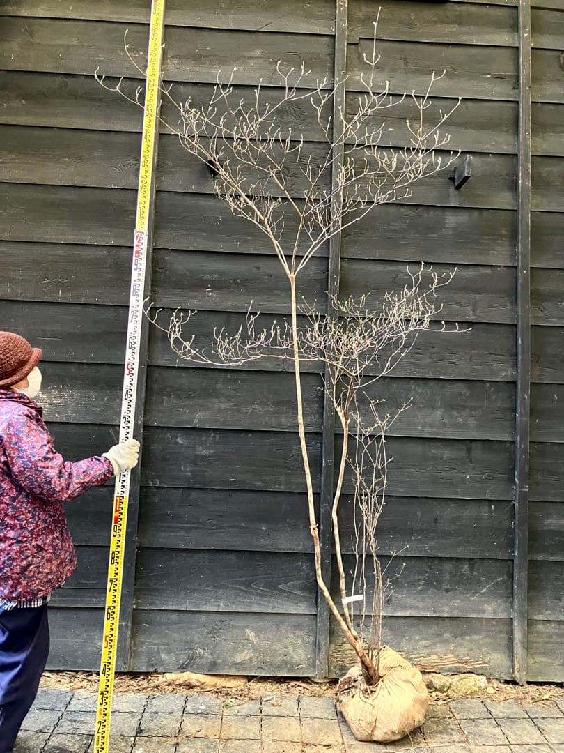 40 山採り　バイカツツジ 楽天市場】【現品】山採り【バイカツツジ】バイカドウダンツツジ 梅花