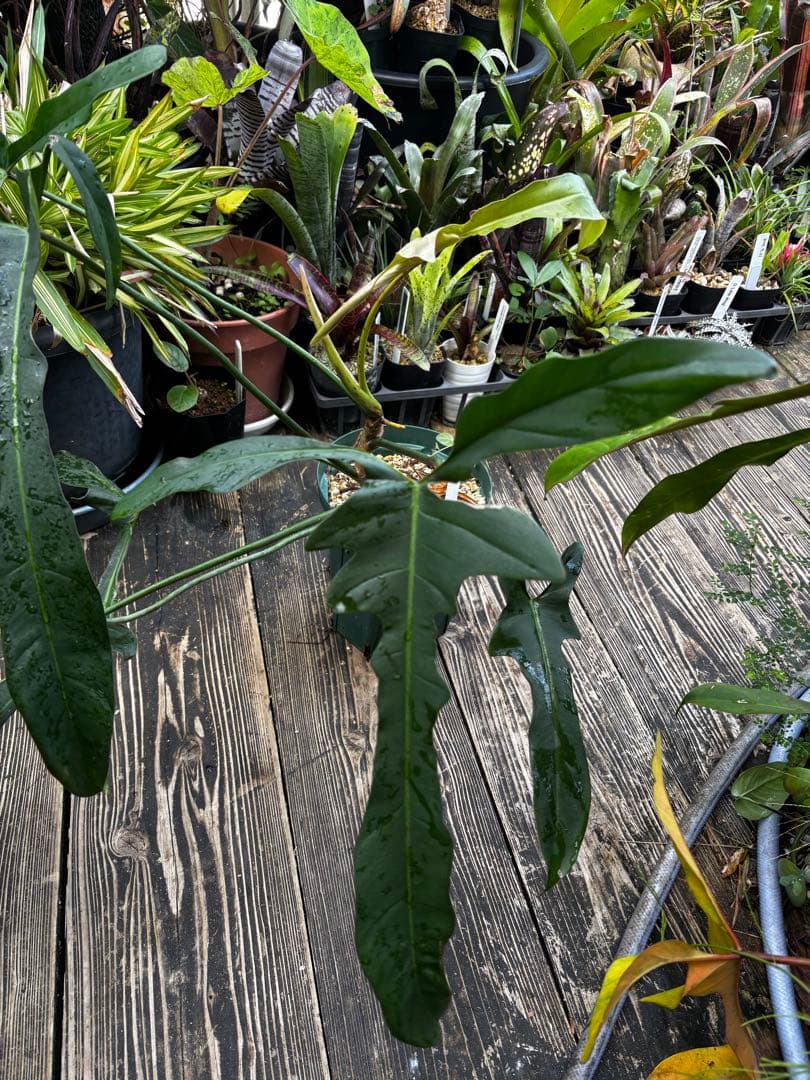 フィロデンドロン ロンギロバトム ‘レラノ ミヤノ’ フィロデンドロン ロンギロバトム 'レラノ ミヤノ' 「Philodendron