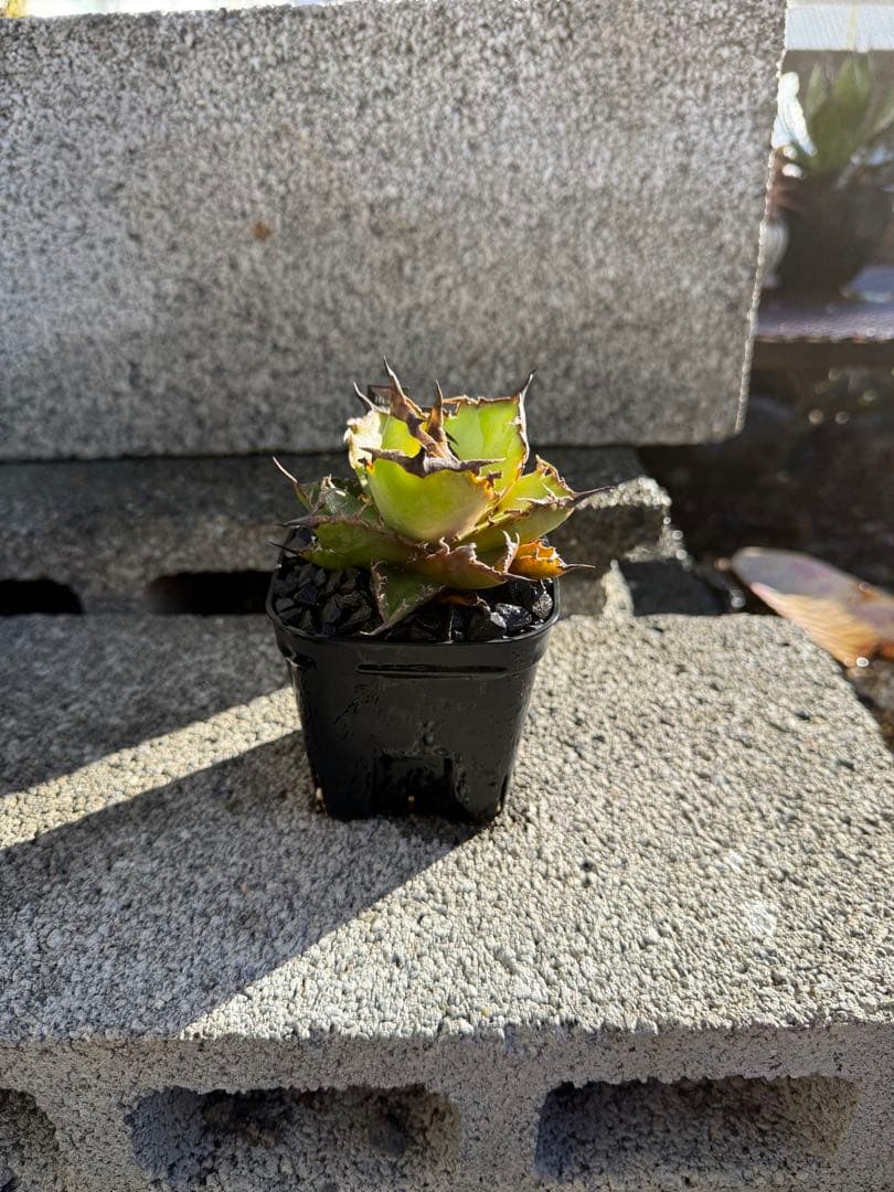 アガベ雷雪　チタノタ　オテロイ Agave titanota '雷雪' . #agave #titanota #oteroi #アガベ #チタノタ