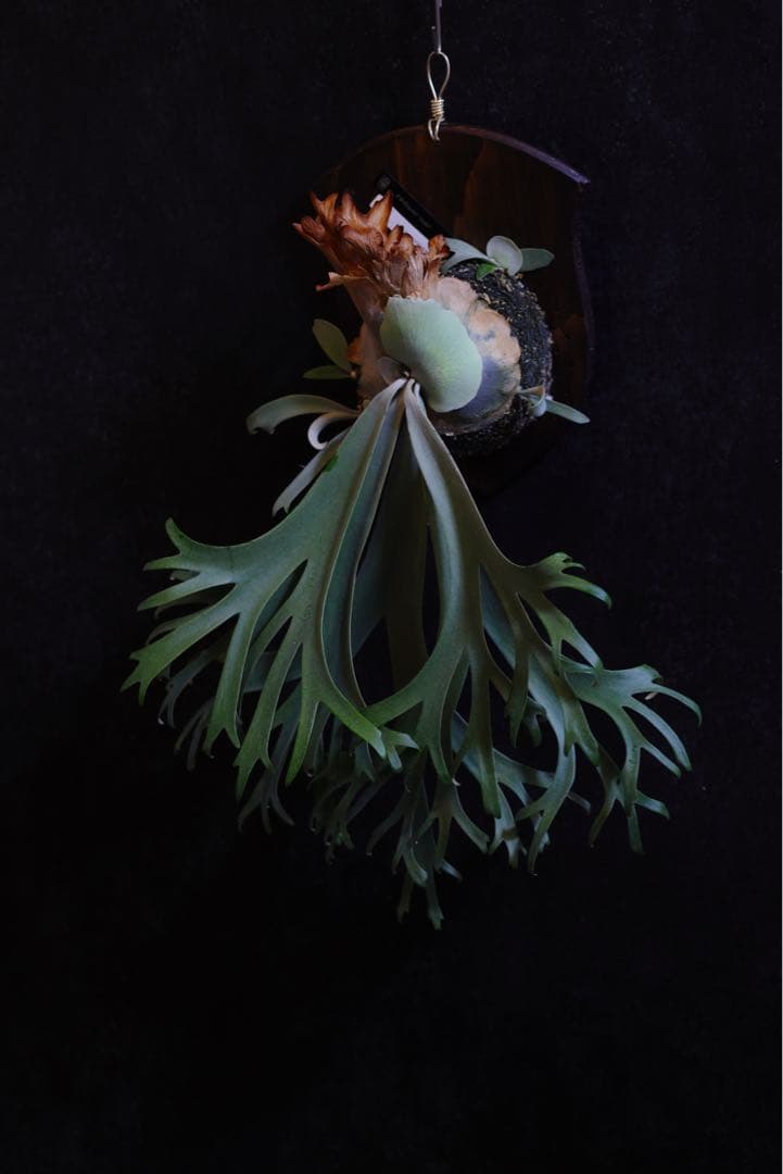 ビカクシダ P.willinckii \"Anne\"