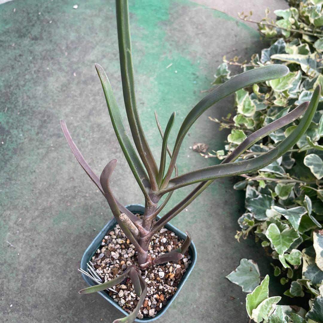 アロエ ハゼリアーナ ホウマニー 超激レア種 実生からのカキ仔 多肉