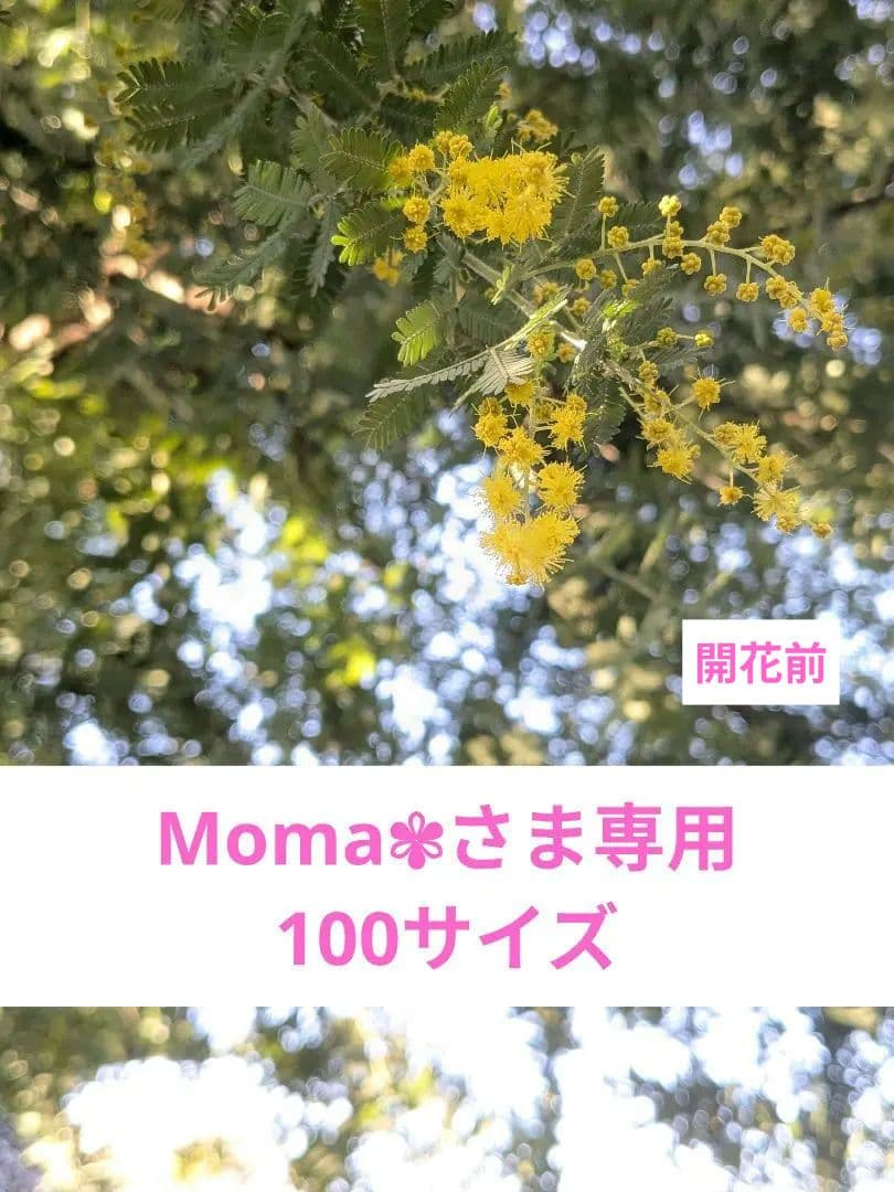 Moma✾さま専用✨フレッシュミモザを花束にして✨(ちょっぴり開花前) 気持ちに寄り添う、ミモザの花💛🌿 小さな花束に仕立ててフレームに