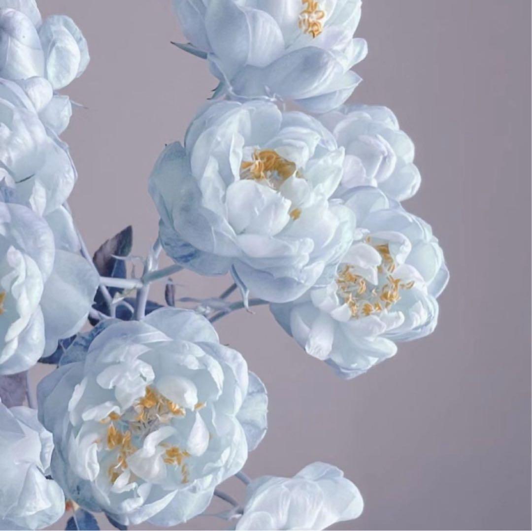 Smocoコート ADCreHcWy7pGbhjGgSnadxYJPpTuwv