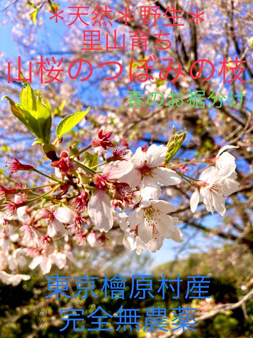 天然＊野生【山桜＊桜＊切り花＊つぼみの枝】ネコポス/可憐で素朴で可愛いです＾＾♪ 桜のつぼみ – フリー（無料）写真素材 ダウンロード blue-green