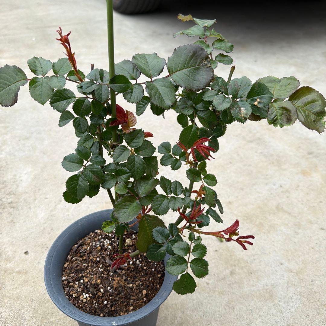 花 Pink'N Pretty Rose Pink'N Pretty Rose Plant|粉红美丽 – Rose_Explosion