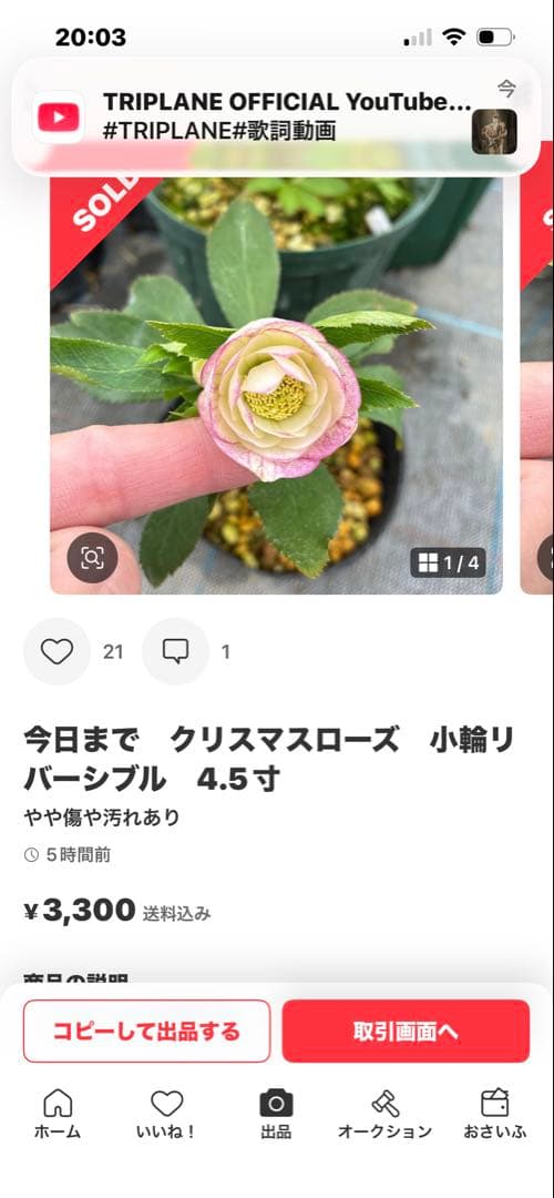 専用です。2点 5日まで クリスマスローズ セミダブル？ ベタブロッチ 4.5寸