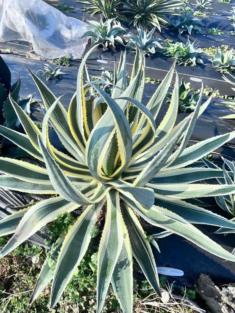 【‼︎超大株‼︎】アガベ　アンガスティフォリア アガベ・アングスティフォリア 'マルギナータ'｜Agave angustifolia
