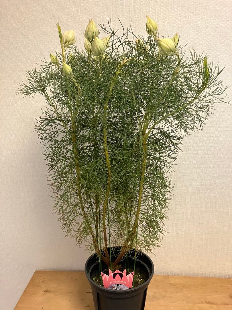 ジョーイセルリア　ブラッシングブライド　7号 園芸ネット本店｜セルリア（ジョーイセルリア）：ブラッシングブライド