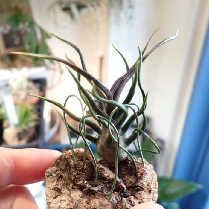 ◆13日14日限定割引中　極上品　チランジア　ブルボーサ　タイニーダンサー 現品) チランジア ブルボーサ 'タイニーダンサー' (No.22108) (エアー