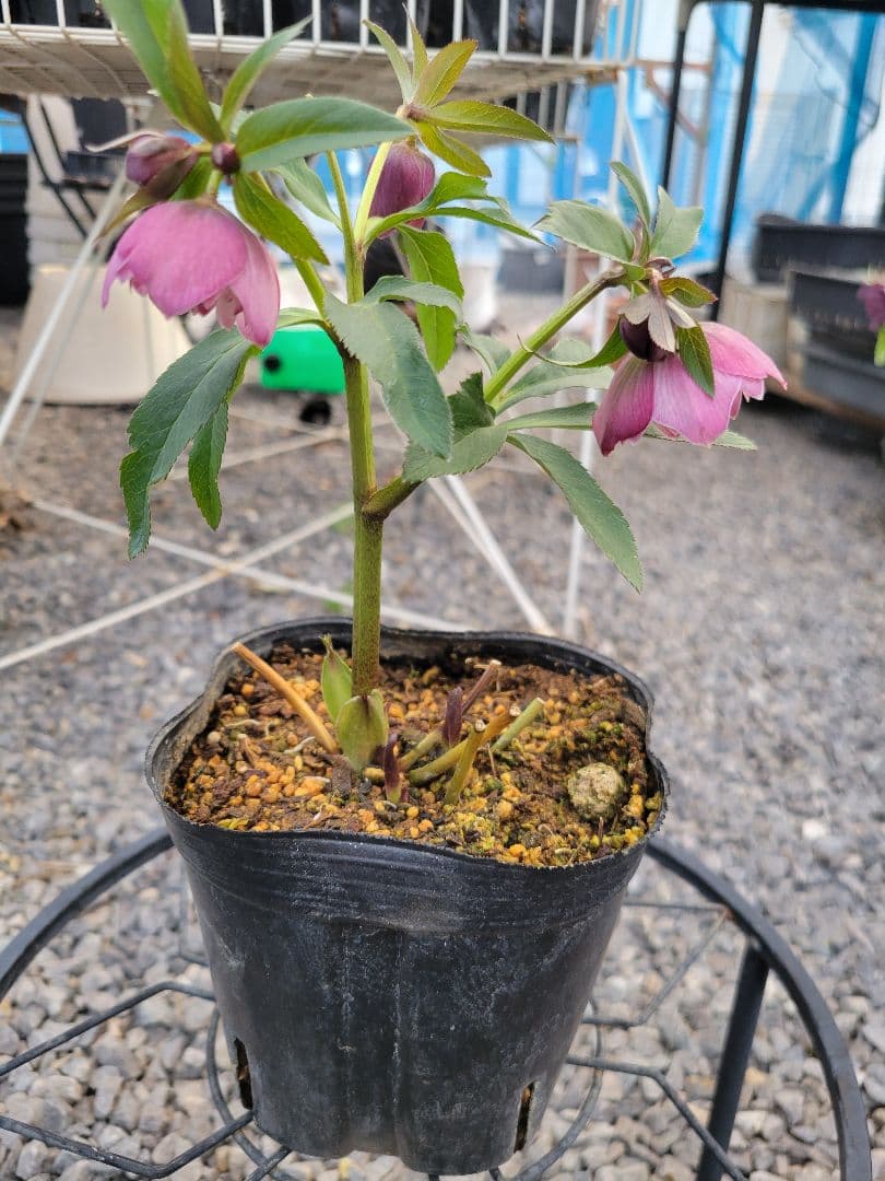 横山園芸 クリスマスローズ 小輪 ピンクダブル - メルカリ