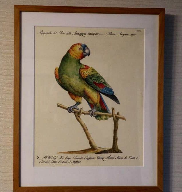 額装品　リプロダクション　S.マネッティ「鸚鵡の図」鳥類図鑑　博物画　美品 Itō_Jakuchū_-