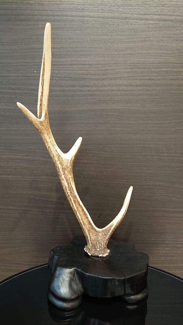 天然 鹿の角 オブジェ - メルカリ