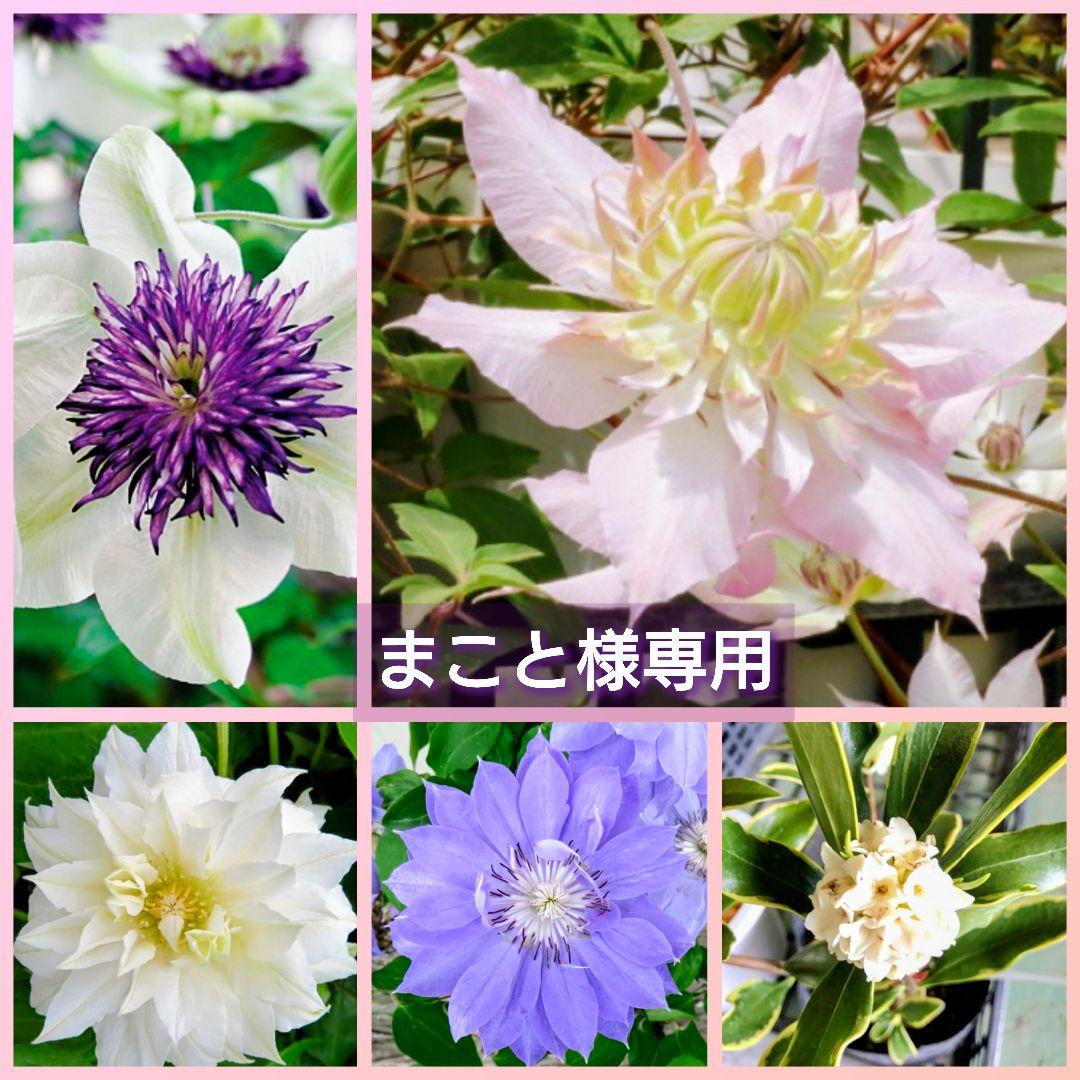 まこと　【クレマチス】八重咲き『テッセン』五弓桃万重『斑入り沈丁花』♪ まこと様専用 【クレマチス】八重咲き『テッセン』五弓桃万重『斑入り