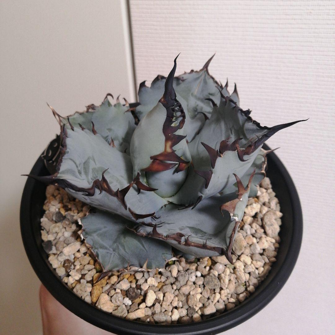 【コッペパンさん専用】アガベチタノタ　ビースト アガベ チタノタブルー