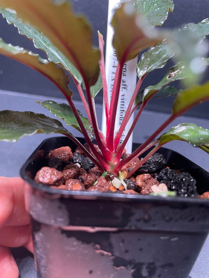 Homalomena aff. vittifolia 