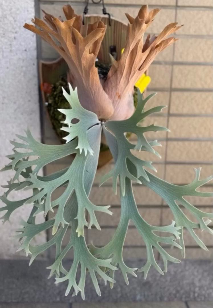 ビカクシダ Ferret sporeling P. Dwarf Nook sporeling select P. Gabriel from Pleco #sporeling