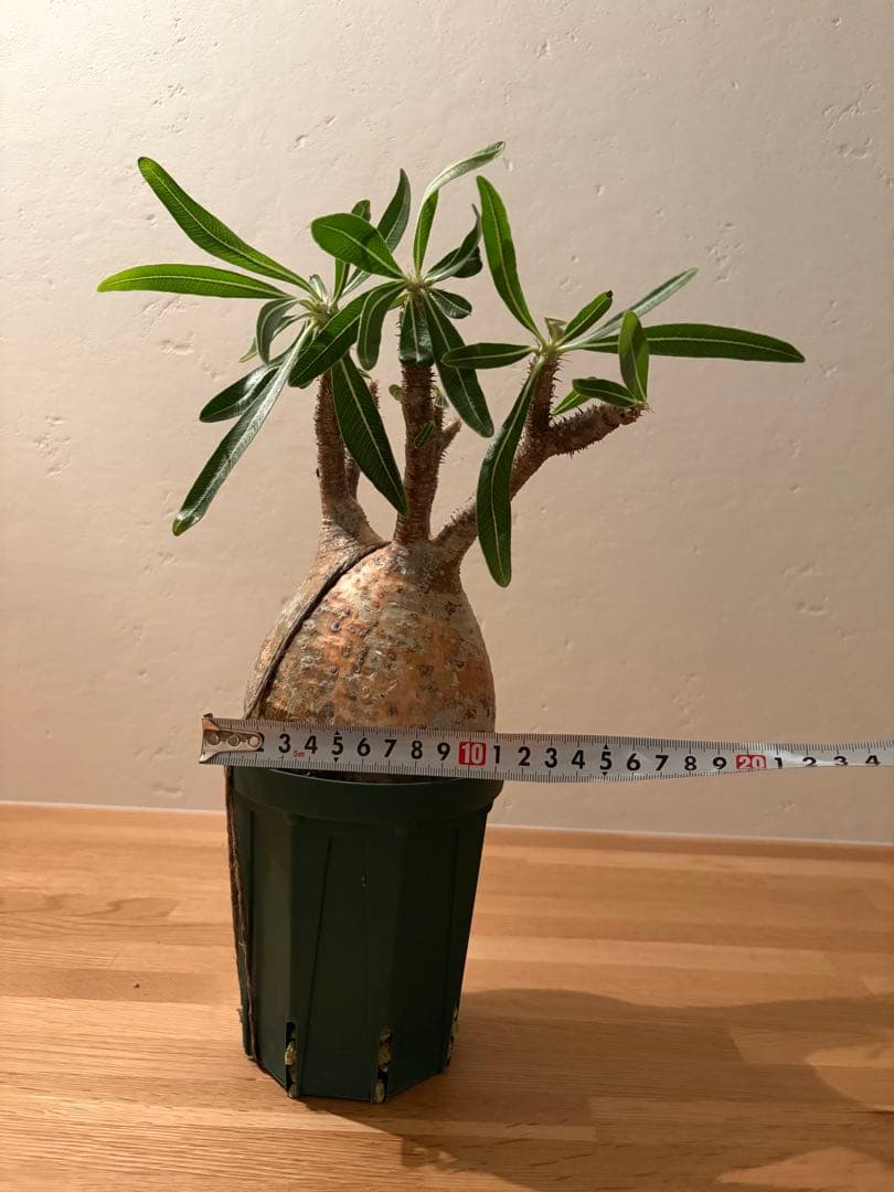 m*e様 【週末価格】パキポディウム　グラキリス　現地球 パキポディウム グラキリス 【現地球/発根済み】HK2402614 | RAFLUM