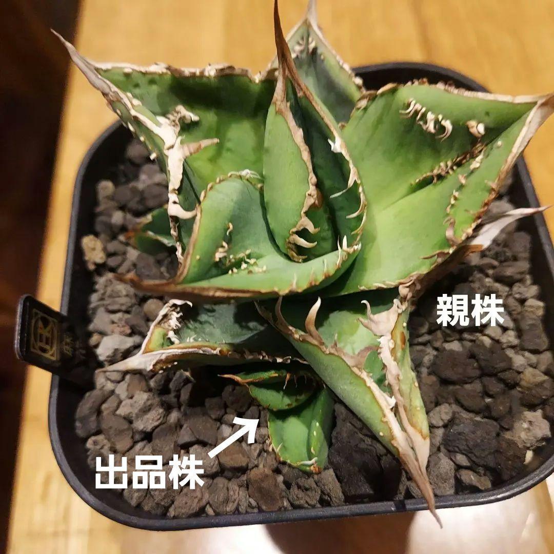 アガベ チタノタ 麻花龍 マカロン 子株 lize株① - メルカリ